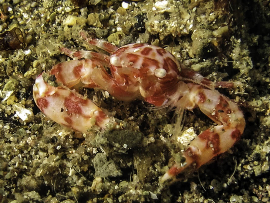 Lissoporcellana nakasonei 